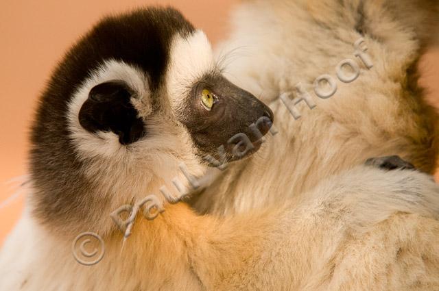 Verreaux's sifaka PvH3-12787