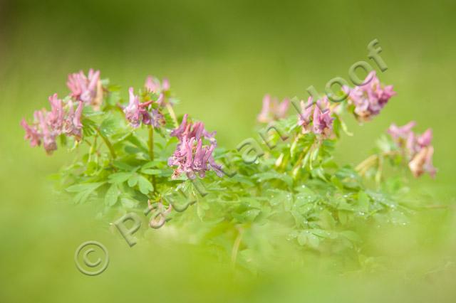 Vingerhelmbloem; Fumewort; Corydalis solida PVH7-12865