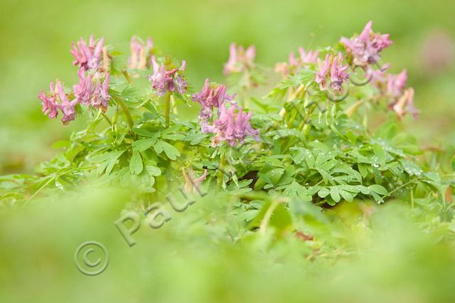 Vingerhelmbloem; Fumewort; Corydalis solida PVH7-12874