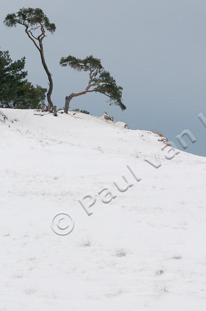 Vliegdennen in sneeuw PVH3-28391