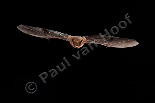 Vliegende gewone dwergvleermuis PVH7-05024