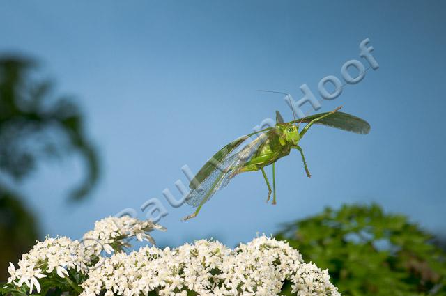 Vliegende grote groene sabelsprinkhaan PVH3-51484