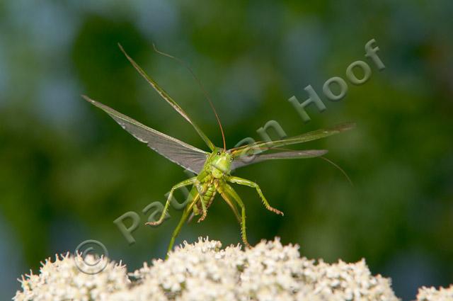 Vliegende grote groene sabelsprinkhaan PVH3-51826