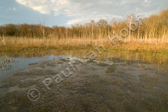 Voortplantingsplaats bruine kikker PVH2-9348