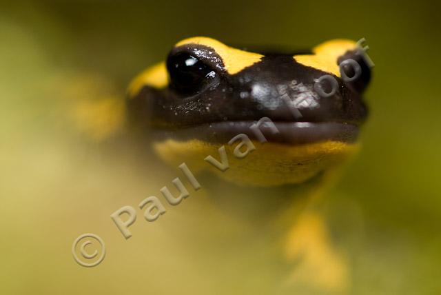 Vuursalamander portret PVH2-2340