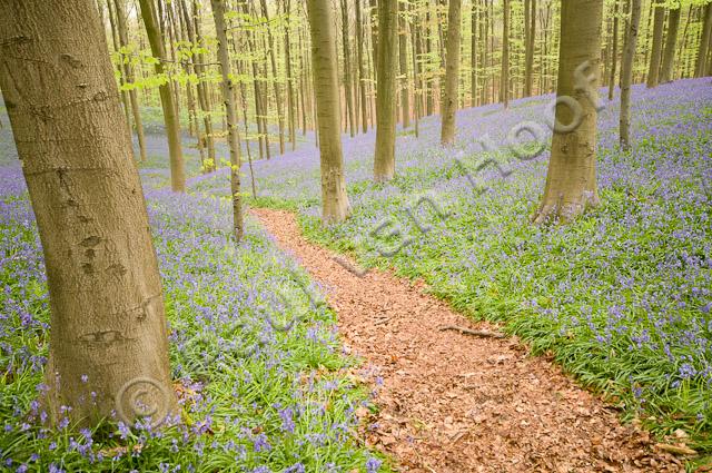 Wandelpad door beukenbos met wilde hyacint PVH3-00909