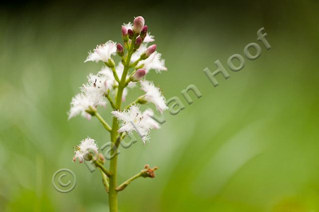 Waterdrieblad; Bogbean; Menyanthes trifoliata PVH7-13002