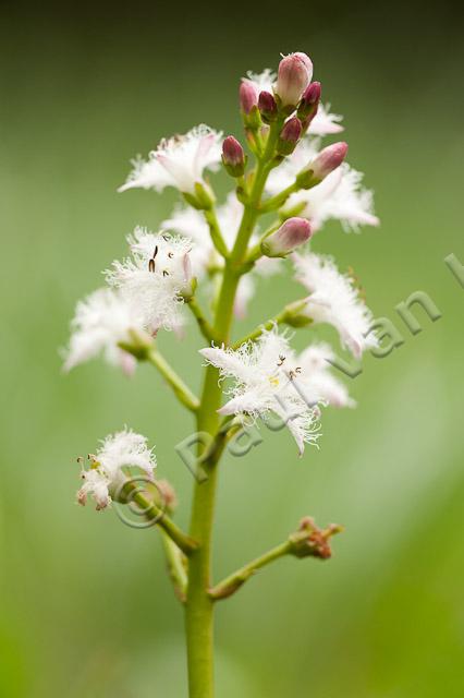 Waterdrieblad; Bogbean; Menyanthes trifoliata PVH7-13011