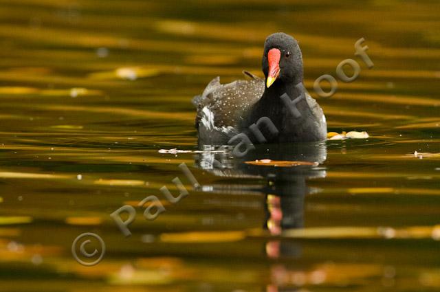 Waterhoen in herfst PVH3-09161