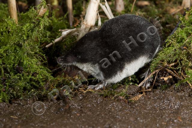 Waterspitsmuis PVH2-0740