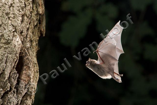 Watervleermuis bij boom PVH2-12930