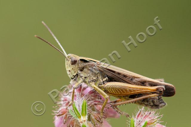 Wekkertje mannetje PVH3-20737