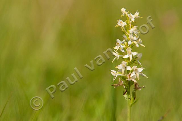 Welriekende nachtorchis PVH3-40187