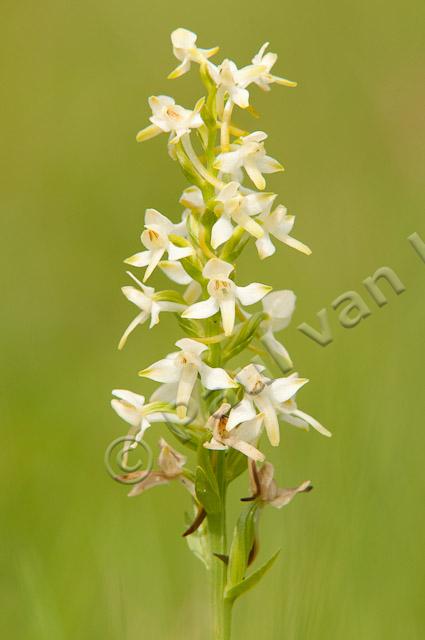 Welriekende nachtorchis PVH3-40217