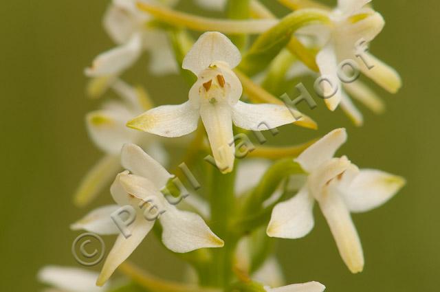 Welriekende nachtorchis PVH3-40222