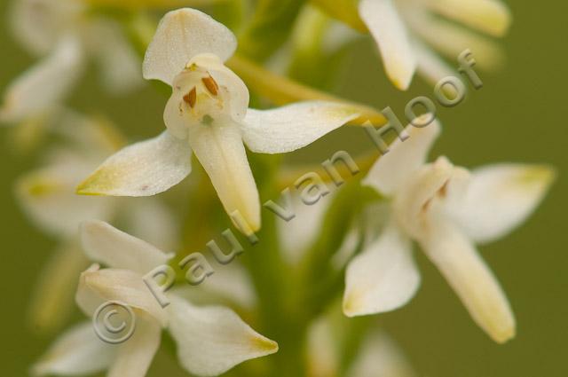 Welriekende nachtorchis PVH3-40237