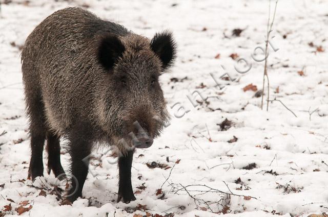 Wild zwijn in sneeuw PVH3-28616