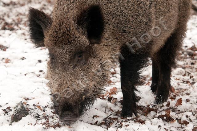 Wild zwijn in sneeuw PVH3-28625