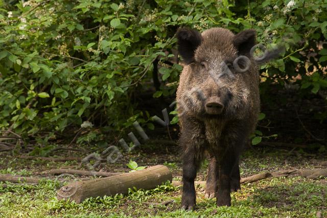 Wild zwijn PVH1b-2751