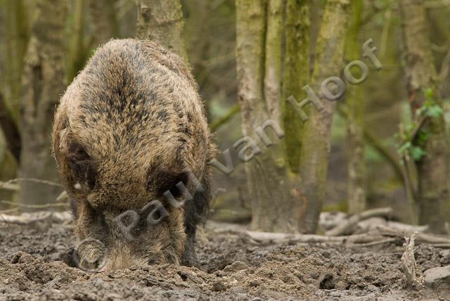 Wild zwijn PVH2-23099