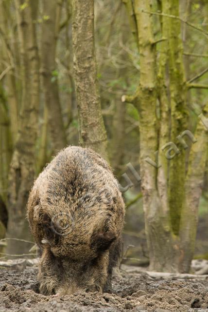 Wild zwijn PVH2-23105