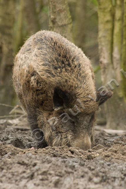 Wild zwijn PVH2-23107