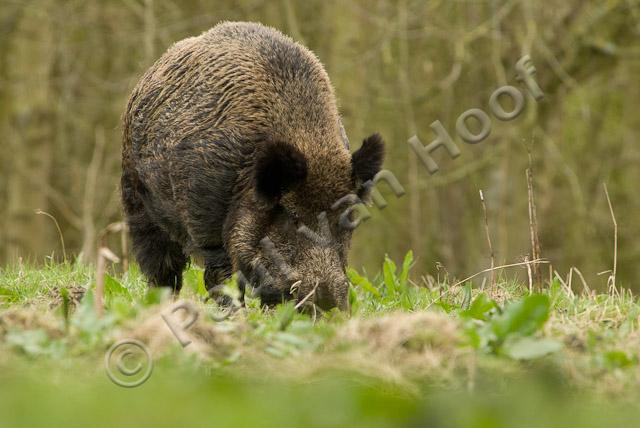 Wild zwijn PVH2-23113