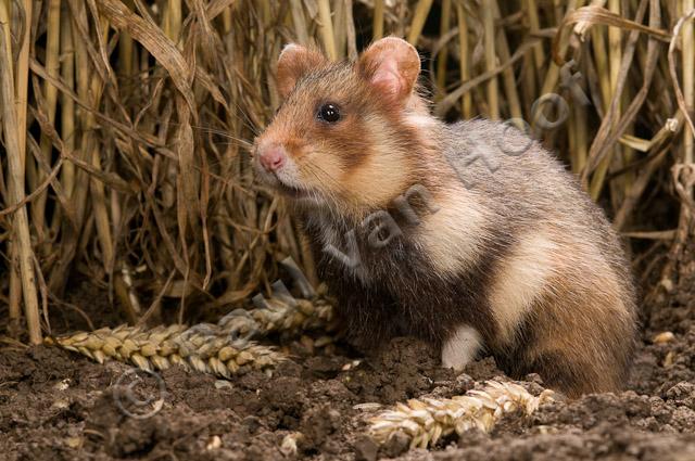 Wilde hamster PVH3-05616