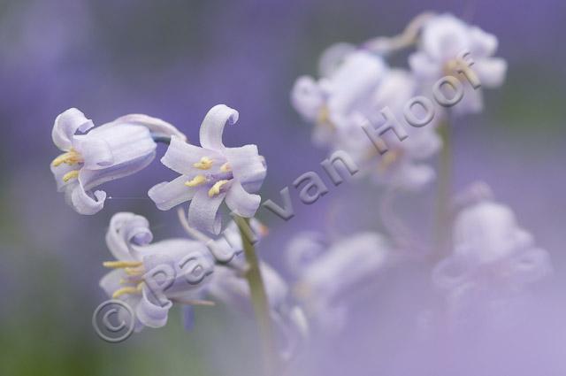 Wilde hyacint PVH3-00983