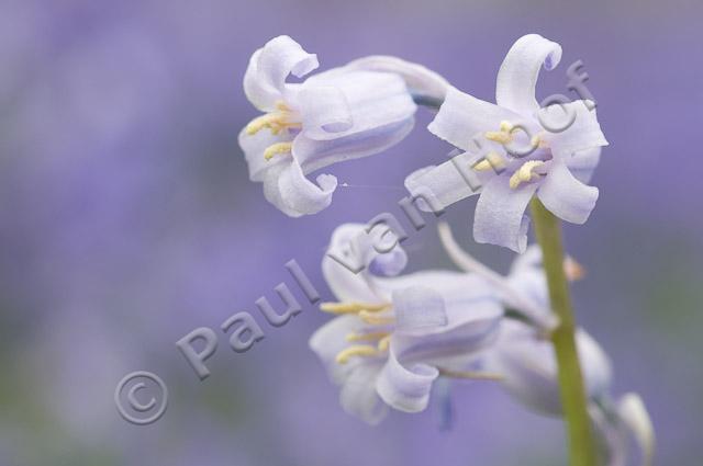 Wilde hyacint PVH3-00986