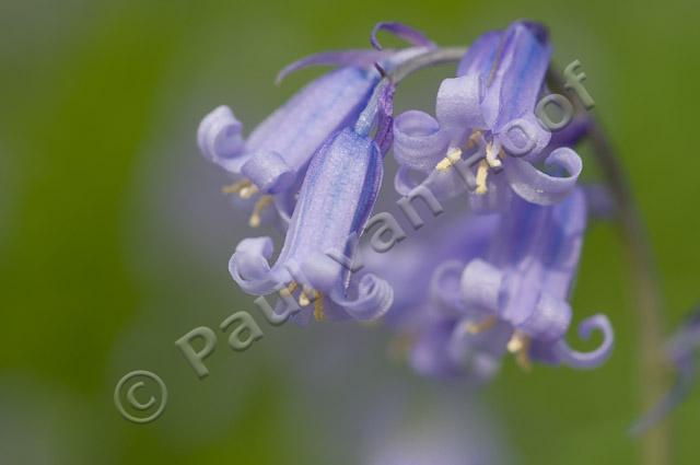 Wilde hyacint PVH3-01175