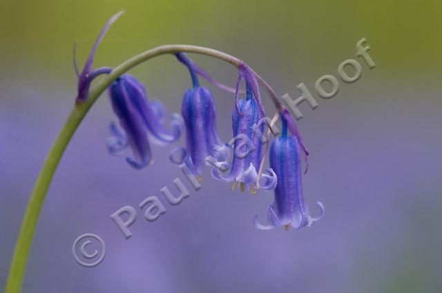 Wilde hyacint PVH3-01204