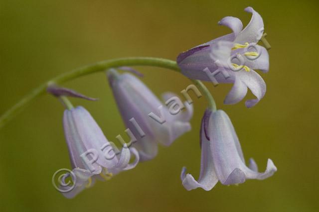 Wilde hyacint PVH70b-10330