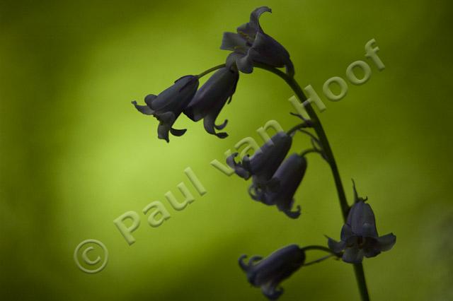 Wilde hyacint PVH70b-10340