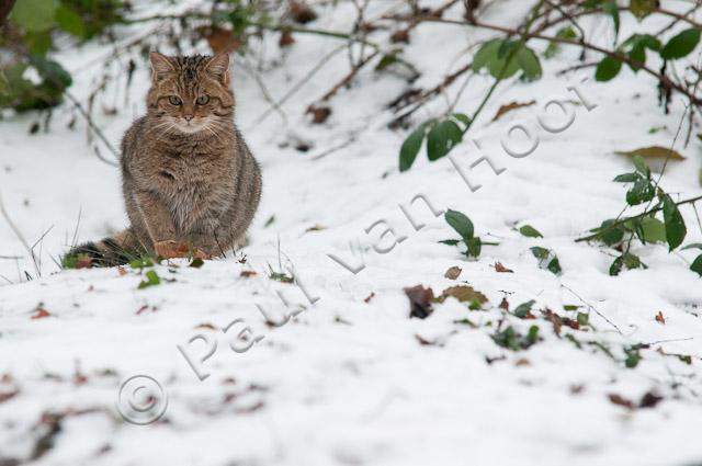 Wilde kat in sneeuw PVH3-28594