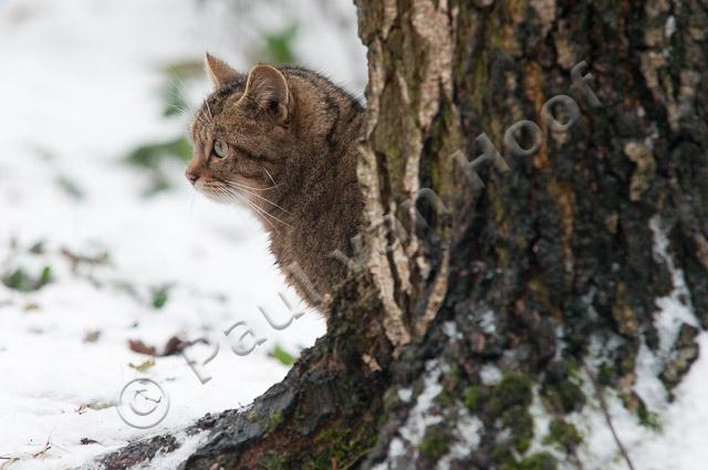 Wilde kat in sneeuw PVH3-28595