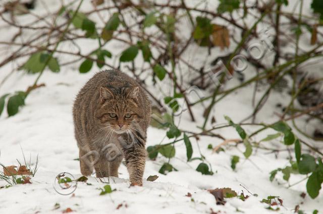 Wilde kat in sneeuw PVH3-28597