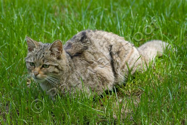 Wilde kat PVH1b-2894