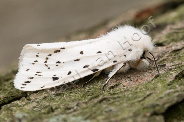 Witte tijger PVH3-02400