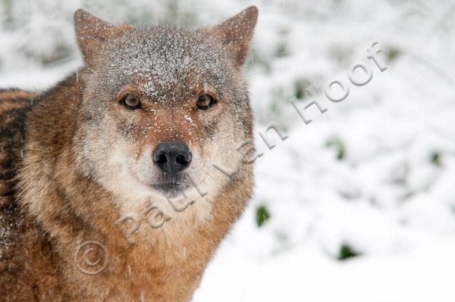 Wolf in sneeuw PVH3-28412