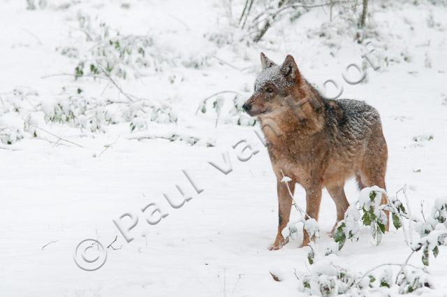 Wolf in sneeuw PVH3-28426