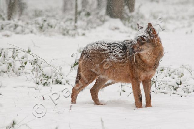 Wolf in sneeuw PVH3-28459