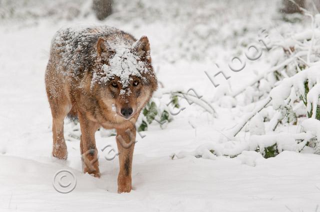 Wolf in sneeuw PVH3-28468