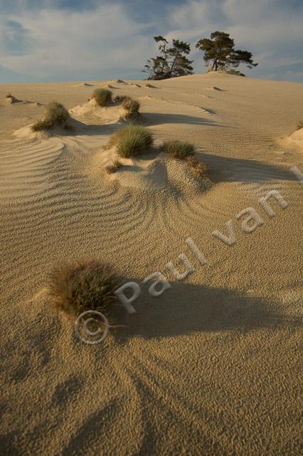 Zandduinen met graspollen PVH70b-3790