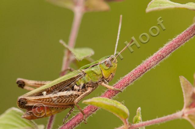 Zoemertje mannetje PVH3-21827