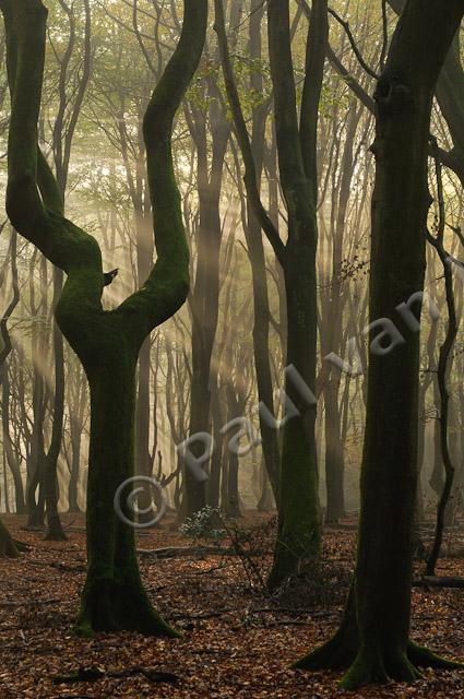 Zonneharp in beukenbos PVH3-09844