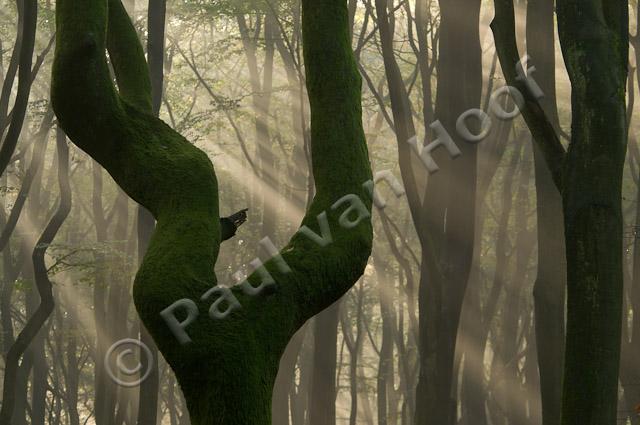 Zonneharp in beukenbos PVH3-09845