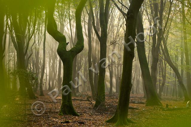 Zonneharp in beukenbos PVH3-09893