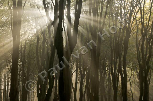 Zonneharp in beukenbos PVH3-09899