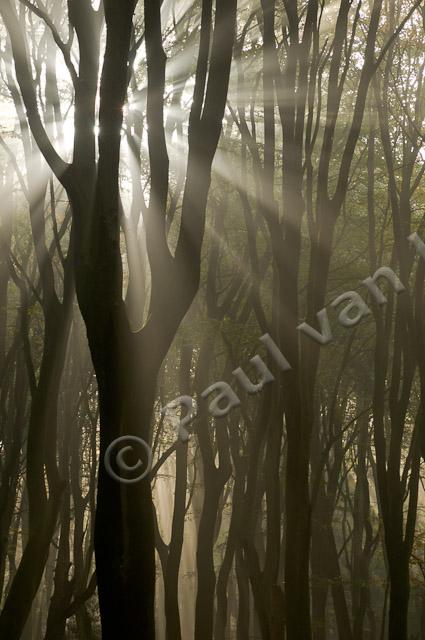 Zonneharp in beukenbos PVH3-09903